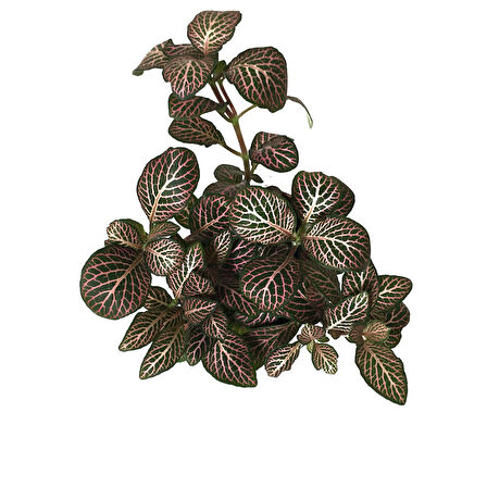 Fittonia - Pembe Yeşil (Fitonya Çiçeği)