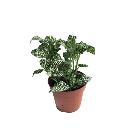 Fittonia - Beyaz (Fitonya Çiçeği)
