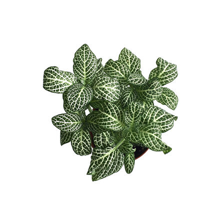Fittonia - Beyaz (Fitonya Çiçeği)
