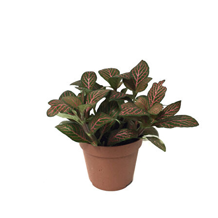 Fittonia - Kırmızı (Fitonya Çiçeği)