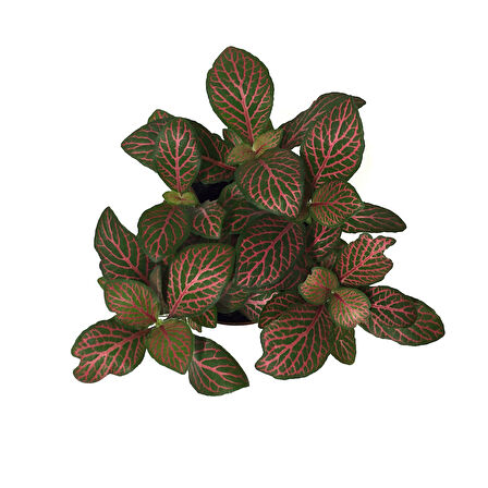 Fittonia - Kırmızı (Fitonya Çiçeği)