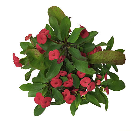 Euphorbia Milii 'Pink' (Dikenler Tacı Çiçeği)