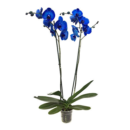 Phalaenopsis 'Blue' (Mavi Orkide)