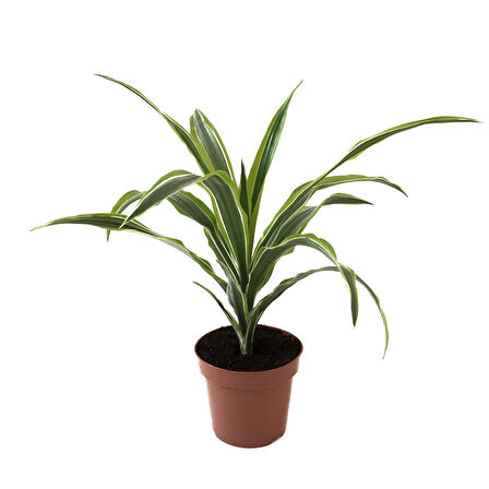 Dracaena Fragrans 'Lemon Lime'