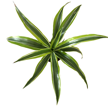 Dracaena Fragrans 'Lemon Lime'
