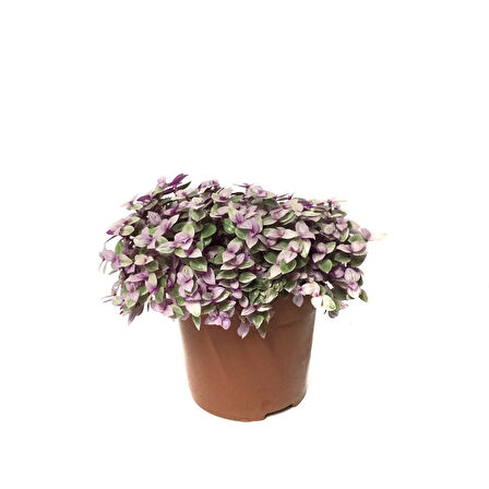 Callisia Repens 'Variegata'