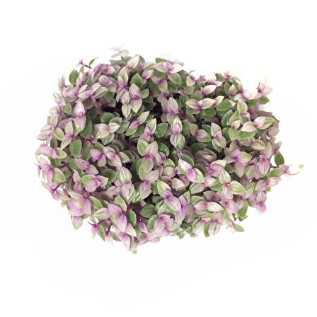 Callisia Repens 'Variegata'