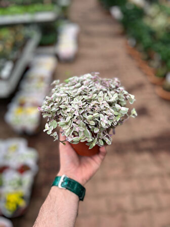 Callisia Repens 'Variegata'