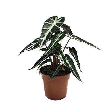 Alocasia Bambino (Fil Kulağı)