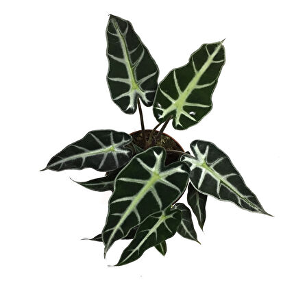 Alocasia Bambino (Fil Kulağı)