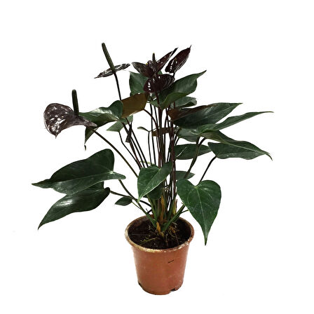 Anthurium Andreanum 'Black Love' (Flamingo Çiçeği)