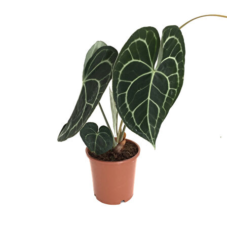 Anthurium Clarinervium