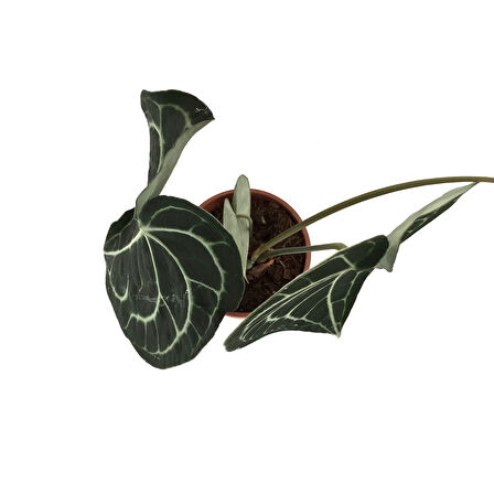 Anthurium Clarinervium