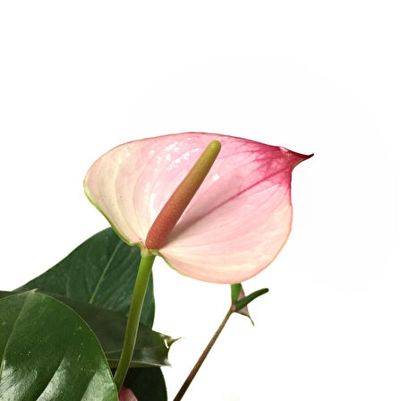 Anthurium 'Princess Amelia' (Flamingo Çiçeği)
