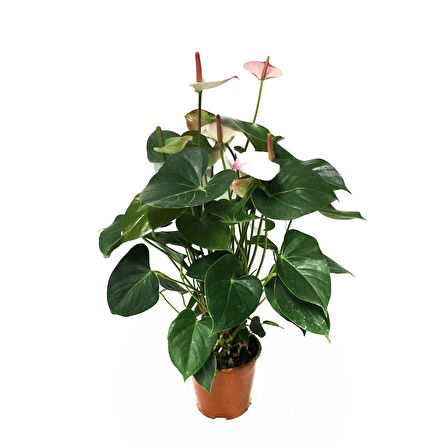 Anthurium 'Princess Amelia' (Flamingo Çiçeği)