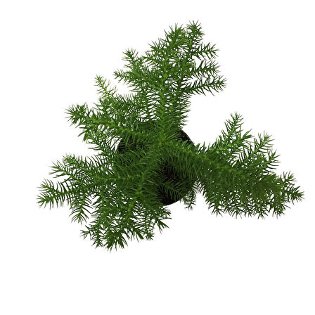 Araucaria Heterophylla (Salon Çamı)