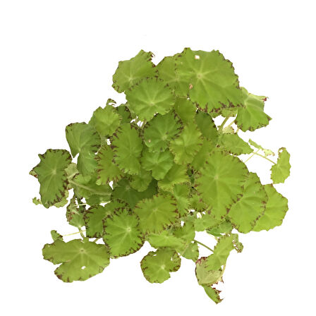 Begonia Rex 'Lima Love' (Begonya Çiçeği)