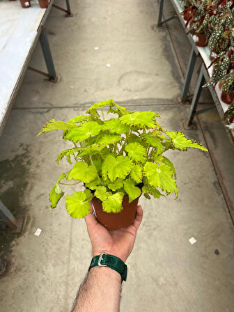 Begonia Rex 'Lima Love' (Begonya Çiçeği)