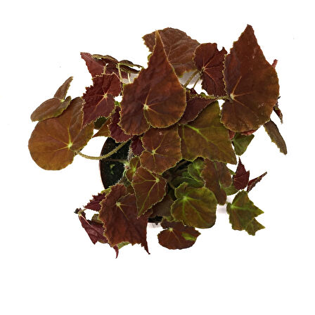 Begonia Rex 'Autumn Ember' (Begonya)