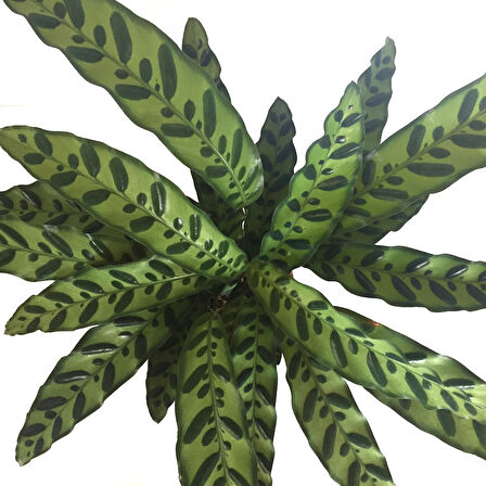 Calathea Lancifolia (Dua Çiçeği)