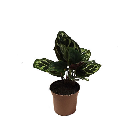 Calathea Makoyana (Dua Çiçeği)