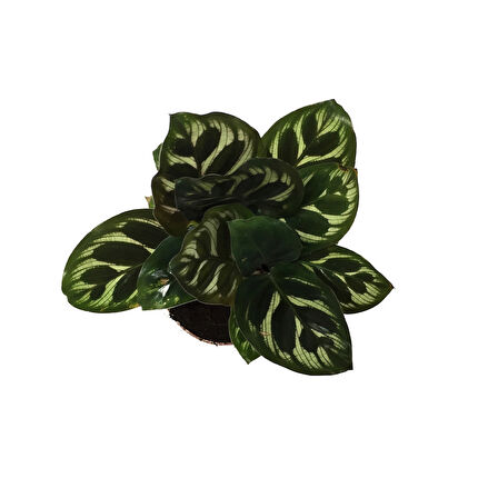 Calathea Makoyana (Dua Çiçeği)