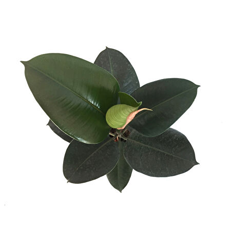 Ficus Elastica (Kauçuk Çiçeği)