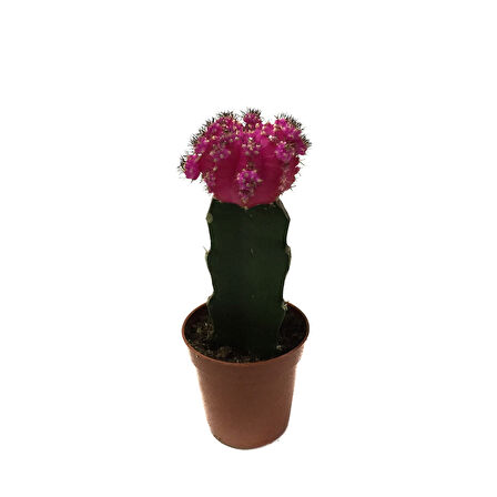 Gymnocalycium Mihanovichii 'Pink' (Kaktüs)