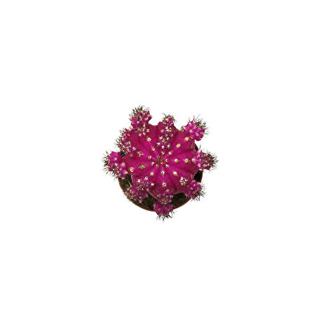 Gymnocalycium Mihanovichii 'Pink' (Kaktüs)