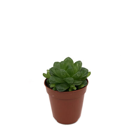 Haworthia Cymbiformis (Sukulent)