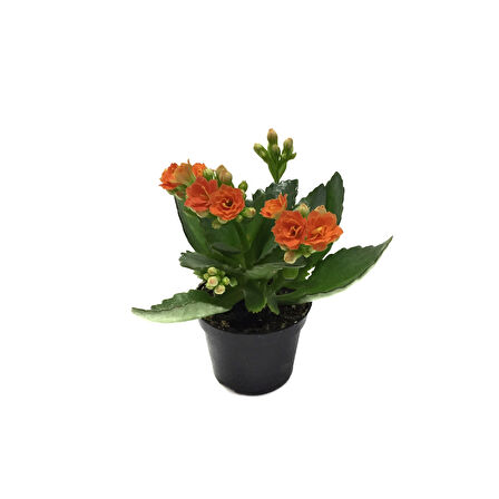 Kalanchoe Calandiva 'Orange' (Kalanşo Çiçeği)