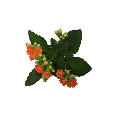 Kalanchoe Calandiva 'Orange' (Kalanşo Çiçeği)