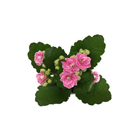 Kalanchoe Calandiva 'Pink' (Kalanşo Çiçeği)