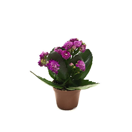 Kalanchoe Calandiva 'Purple' (Kalanşo Çiçeği)