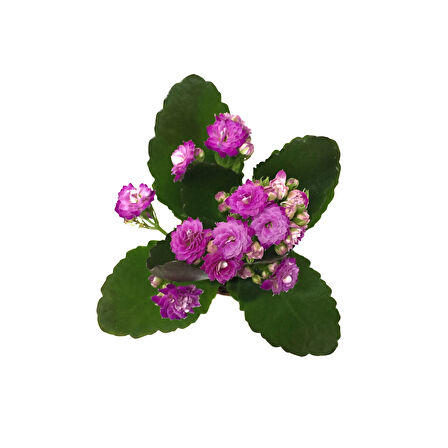 Kalanchoe Calandiva 'Purple' (Kalanşo Çiçeği)
