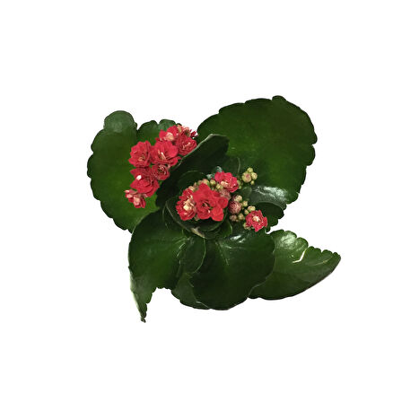 Kalanchoe Calandiva 'Red' (Kalanşo Çiçeği)