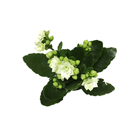Kalanchoe Calandiva 'White' (Kalanşo Çiçeği)
