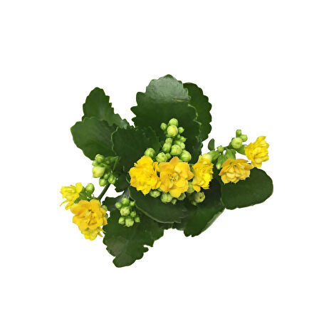 Kalanchoe Calandiva 'Yellow' (Kalanşo Çiçeği)