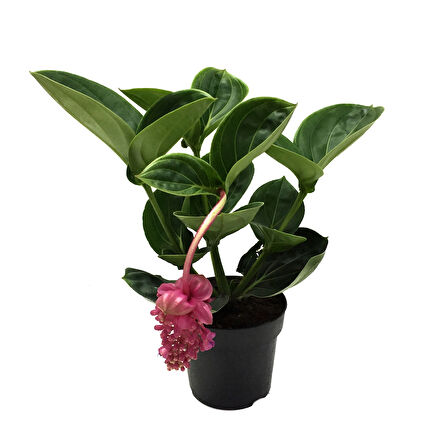 Medinilla Magnifica (Medine Gülü)