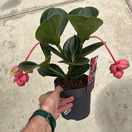 Medinilla Magnifica (Medine Gülü)