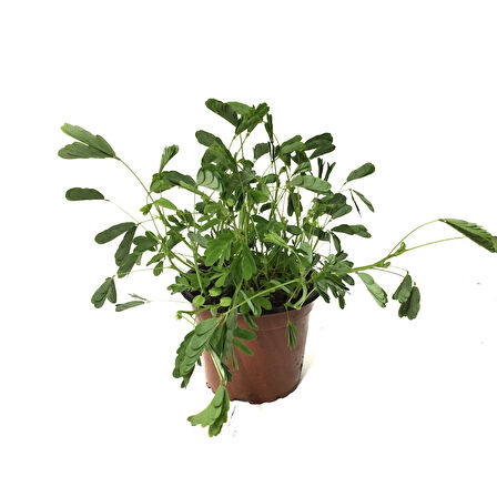 Mimosa Pudica (Küstüm Otu)