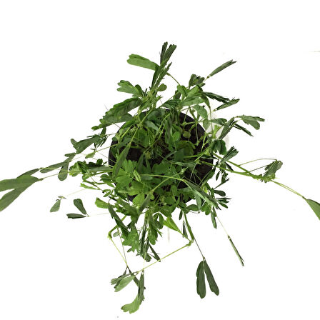 Mimosa Pudica (Küstüm Otu)