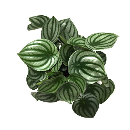 Peperomia Argyreia