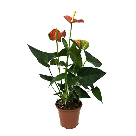 Anthurium Andreanum 'Orange' (Flamingo Çiçeği)