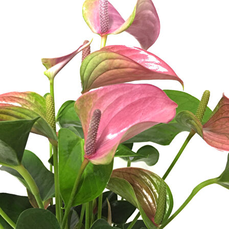 Anthurium Andraeanum 'Pink' (Flamingo Çiçeği)