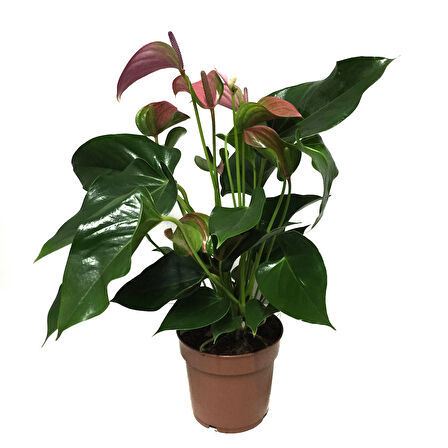 Anthurium Andraeanum 'Pink' (Flamingo Çiçeği)