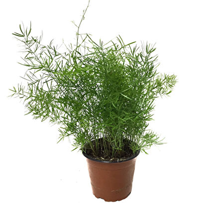 Asparagus Sprengeri (Kuşkonmaz Çiçeği)