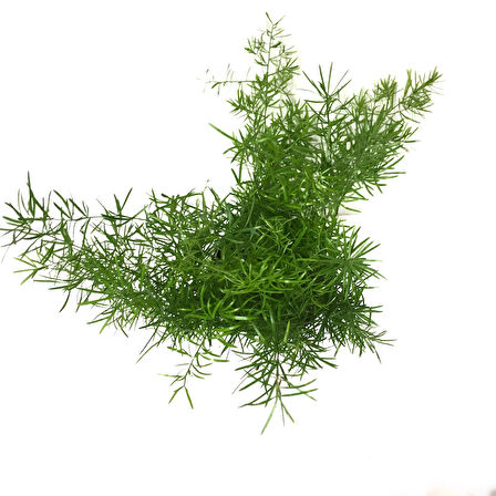 Asparagus Sprengeri (Kuşkonmaz Çiçeği)