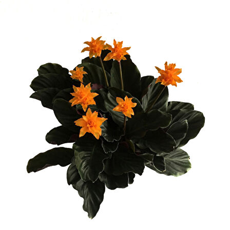 Calathea Crocata (Dua Çiçeği)