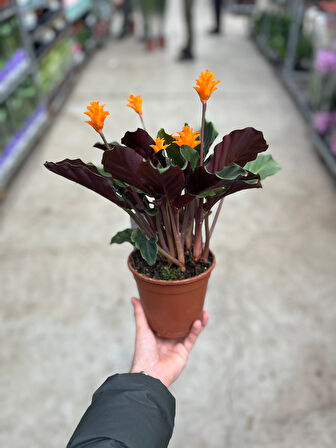 Calathea Crocata (Dua Çiçeği)